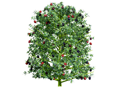South African Natal Plum Modello 3D