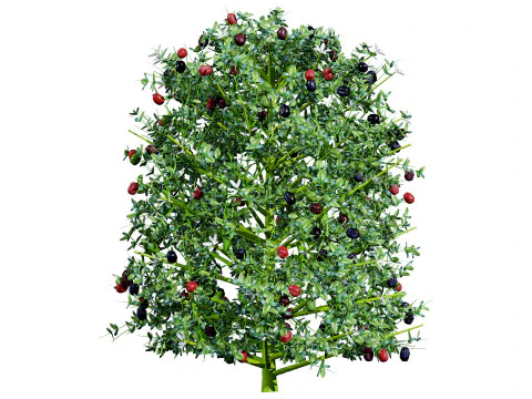 South African Natal Plum 3D Model