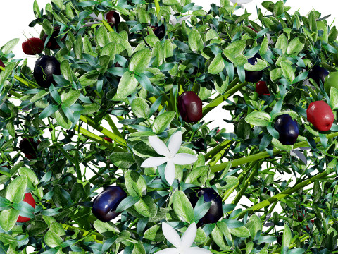 South African Natal Plum Modello 3D