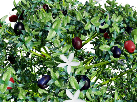 South African Natal Plum 3D Model