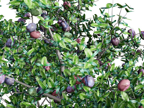 South African Natal Plum Modello 3D