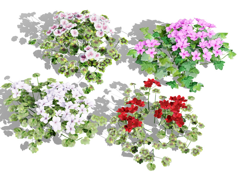 South African Pelargonium Pack 3D Модель .c4d .max .obj .3ds .fbx .stl .blend