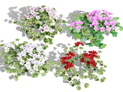 South African Pelargonium Pack 3D Model