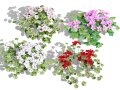 South African Pelargonium Pack 3D मॉडल