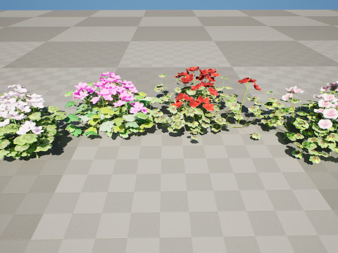 South African Pelargonium Pack 3D Модель