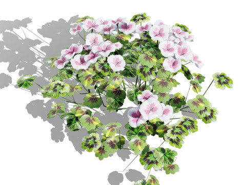 South African Pelargonium Pack 3D Модель