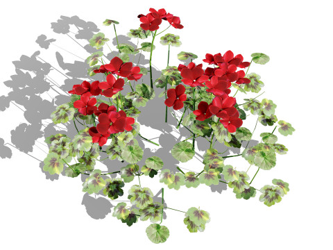 South African Pelargonium Pack 3D Модель