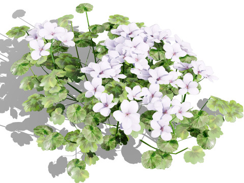 South African Pelargonium Pack 3D Модель