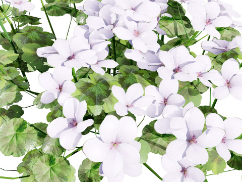 South African Pelargonium Pack 3D Модель