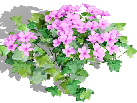 South African Pelargonium Pack 3D Модель
