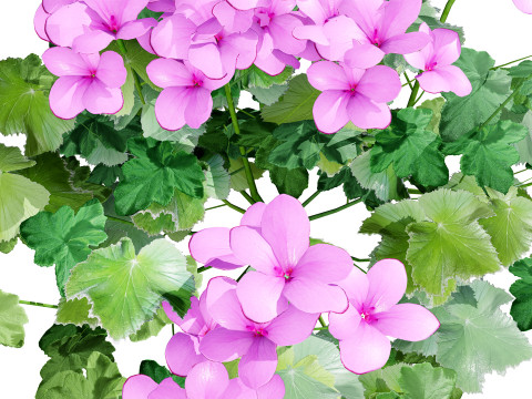 South African Pelargonium Pack 3D Модель