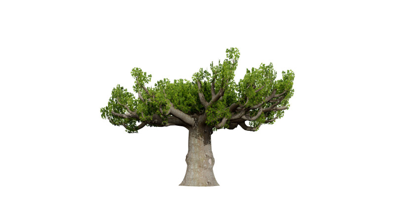 South African Sterculia Africana Trees 3D Model .c4d .max .obj .3ds .fbx .stl .blend 