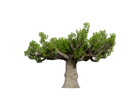 South African Sterculia Africana Trees 3D 모델