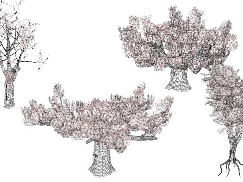 South African Sterculia Africana Trees 3D Model