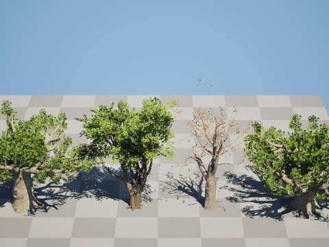 South African Sterculia Africana Trees 3D Model