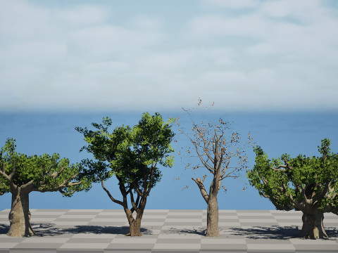 South African Sterculia Africana Trees 3D Model