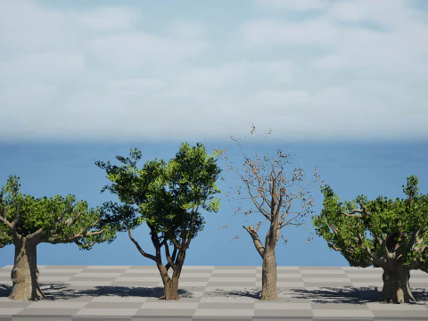 South African Sterculia Africana Trees 3D Model