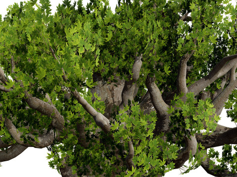 South African Sterculia Africana Trees 3D Model