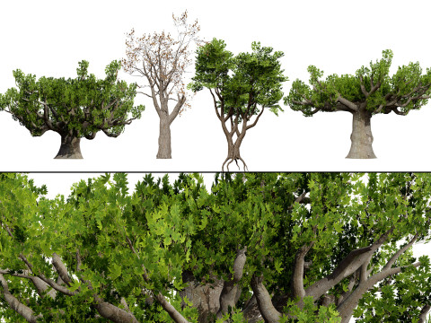 South African Sterculia Africana Trees 3D Model