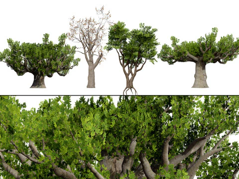 South African Sterculia Africana Trees 3D Model