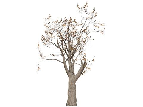South African Sterculia Africana Trees 3D Model