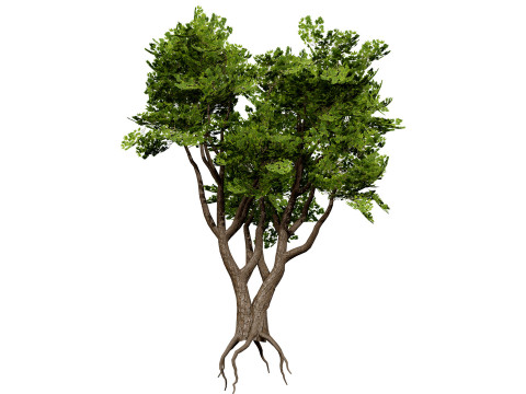 South African Sterculia Africana Trees 3D Model