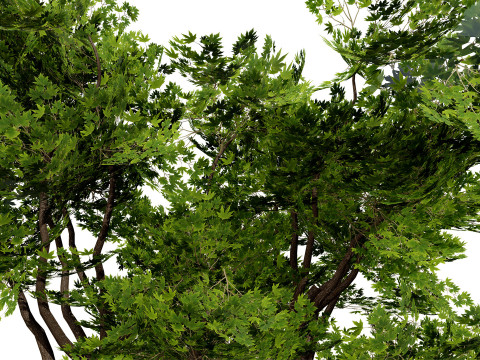 South African Sterculia Africana Trees 3D Model