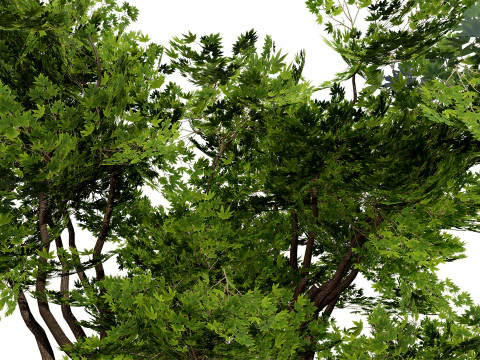 South African Sterculia Africana Trees 3D Model