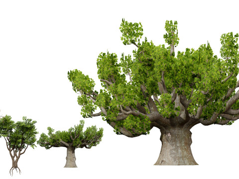 South African Sterculia Africana Trees 3D Model