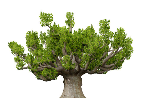 South African Sterculia Africana Trees 3D Model