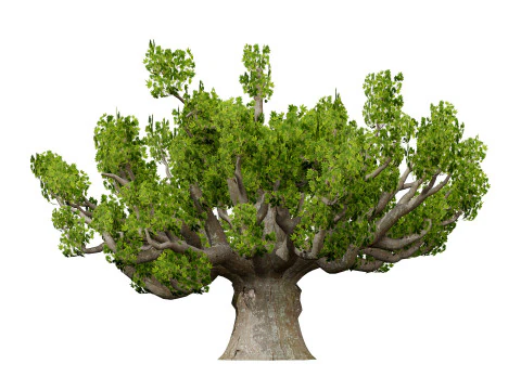 South African Sterculia Africana Trees 3D Model