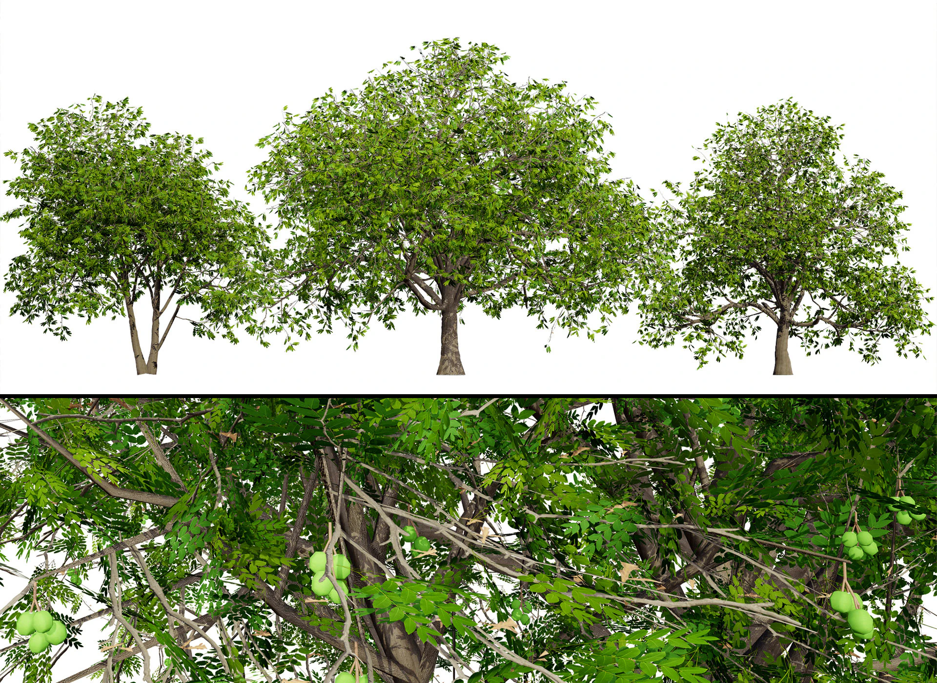 Walnut Tree 3D Model .c4d .max .obj .3ds .fbx .stl .blend 