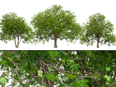 Walnut Tree Model 3D