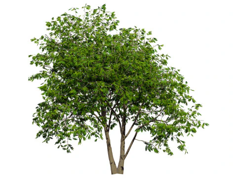 Walnut Tree 3D Model