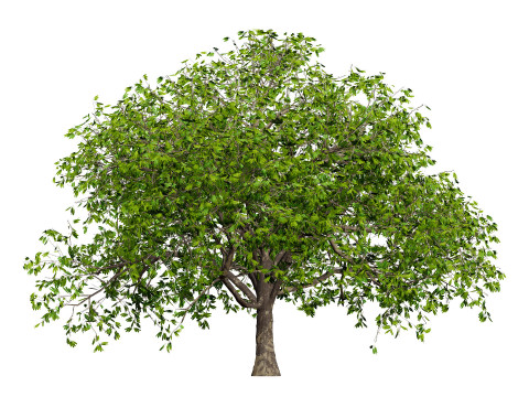 Walnut Tree Modello 3D