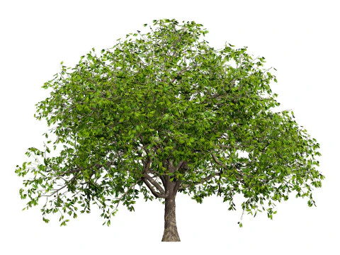 Walnut Tree 3D Model
