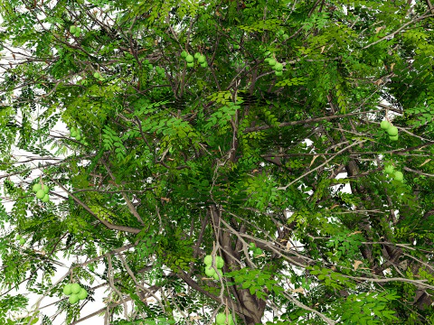 Walnut Tree 3D Model