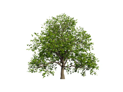 Walnut Tree 3D Model