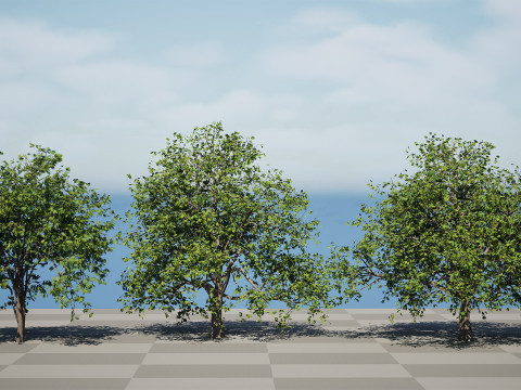 Walnut Tree Modello 3D
