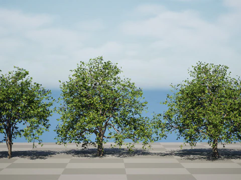 Walnut Tree 3D Model