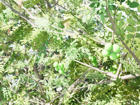 Walnut Tree Modello 3D