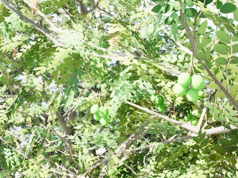 Walnut Tree 3D Model