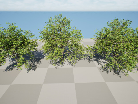 Walnut Tree Modello 3D