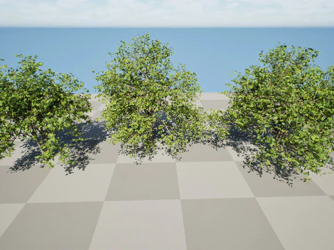 Walnut Tree 3D Model