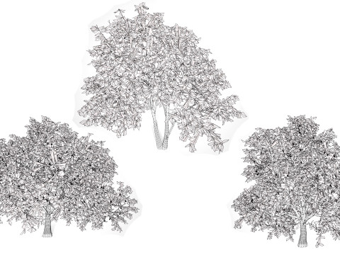 Walnut Tree Modello 3D
