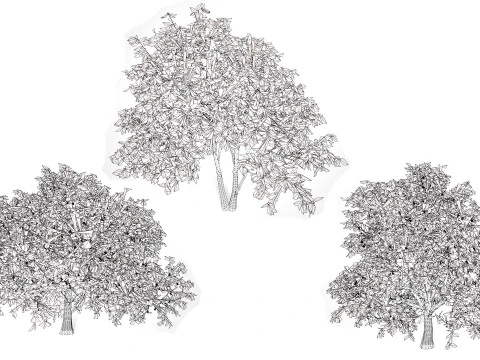 Walnut Tree 3D Model
