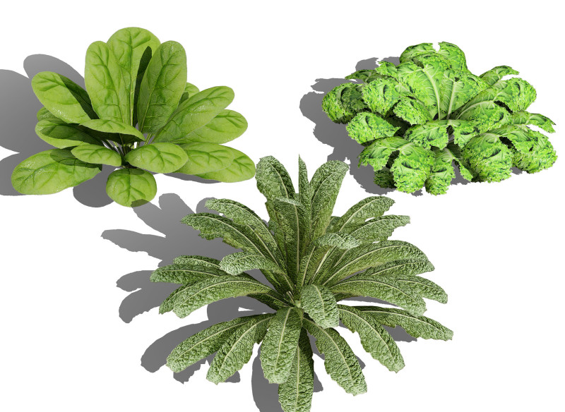 Leafy Greens 3D Pack 3D Model .c4d .max .obj .3ds .fbx .stl .blend