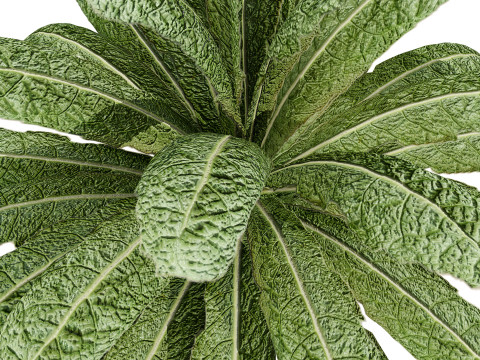 Leafy Greens 3D Pack 3D Model