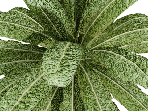 Листовая зелень 3D Pack 3D Модель