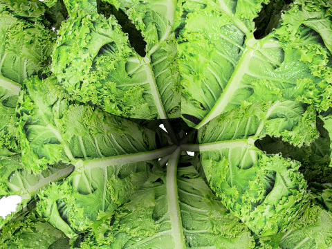 Листовая зелень 3D Pack 3D Модель